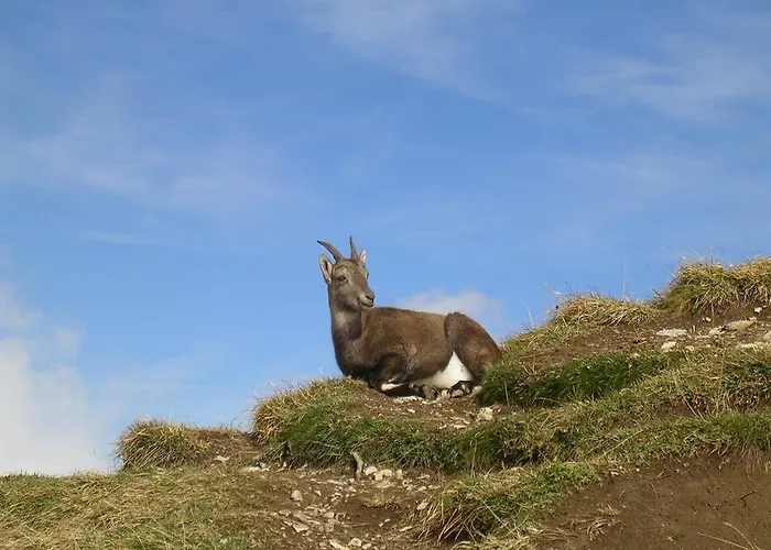 Le Flocon Des Aravis *